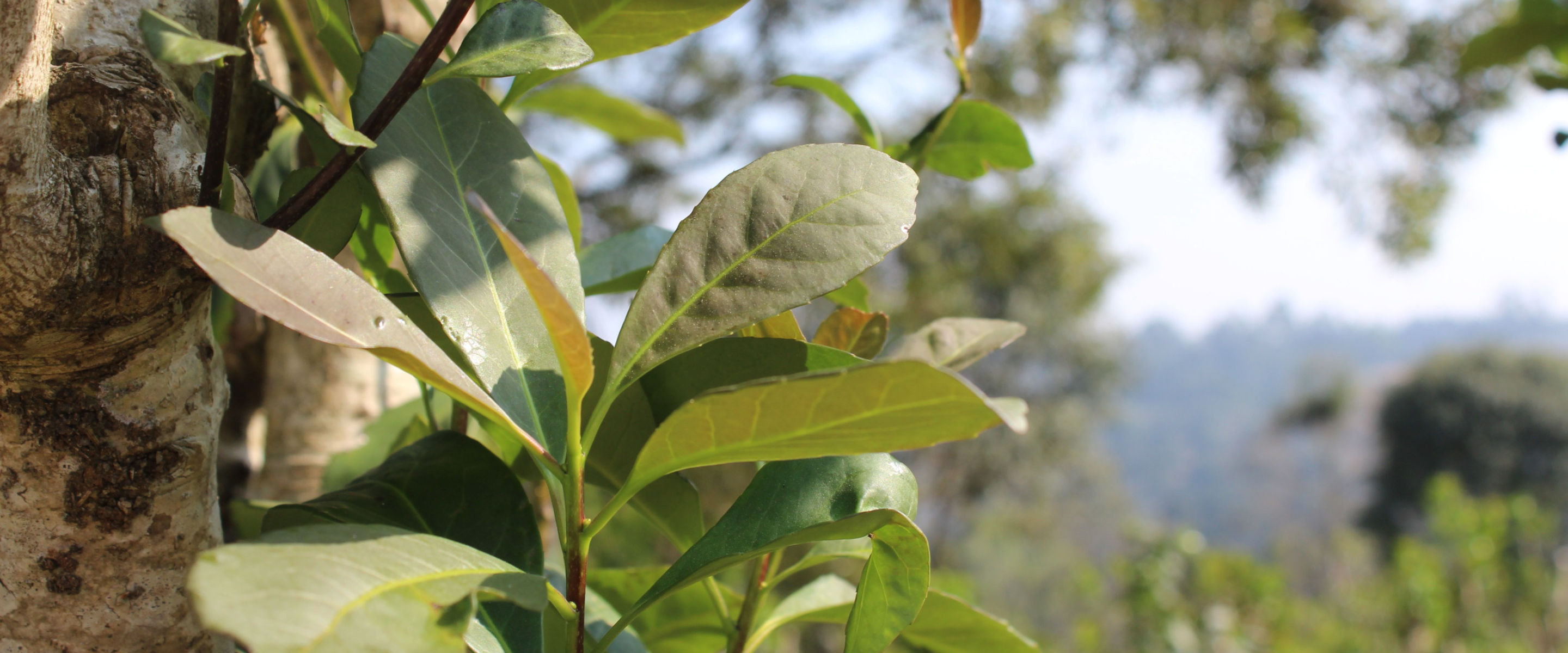 Mojo_Mate_Close_up_plant.png