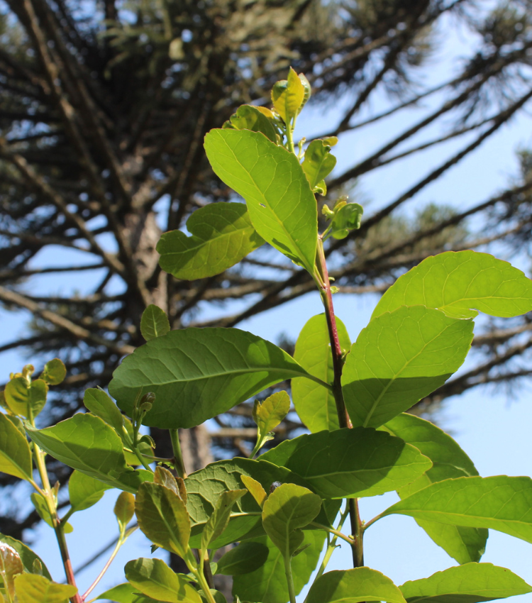 Yerba_mate_green.png